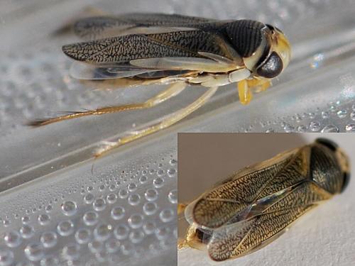 Sigara sp.