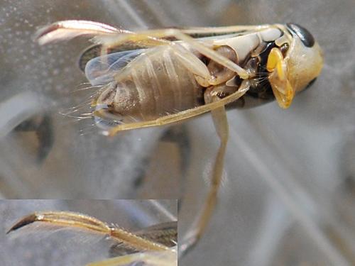Sigara sp.