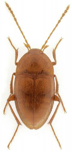 Réf. 95 792 : Speonomus longicornis