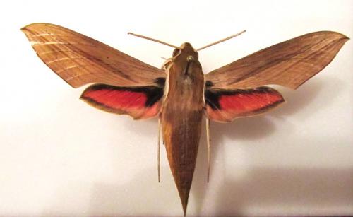 Hippotion sp.