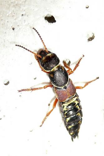 Réf. 95 250 : Staphylinus caesareus