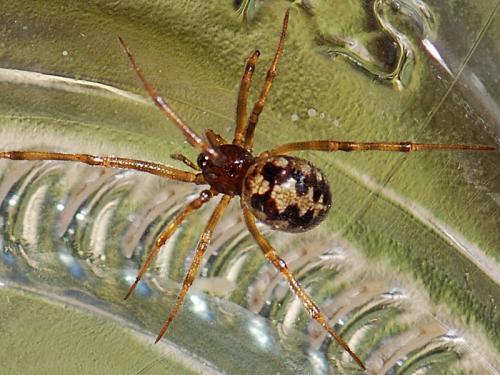 Steatoda triangulosa