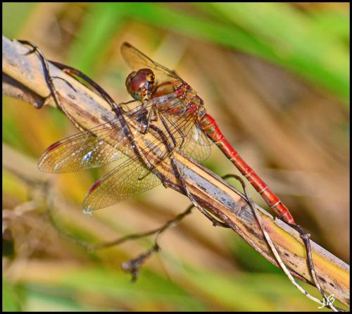 Sympetrum striolatum