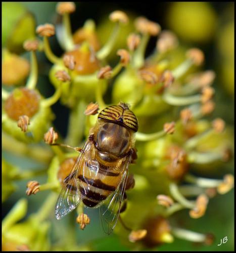 Réf. 95 684 : Eristalinus taeniops