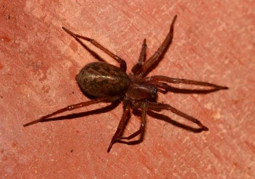 Eratigena fuesslini