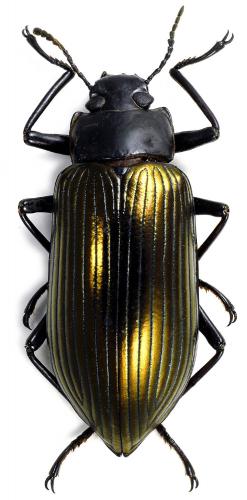 Drocleana tuberculata