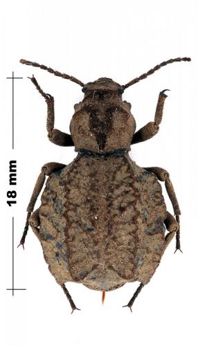Réf. 95 361 : Phrynocolus dentatus