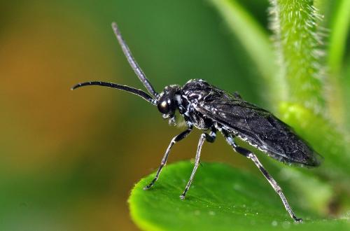 Réf. 95 400 : Dolerus sp.