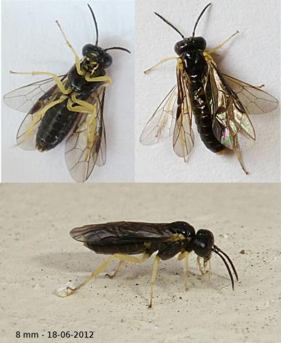 Blennocampinae