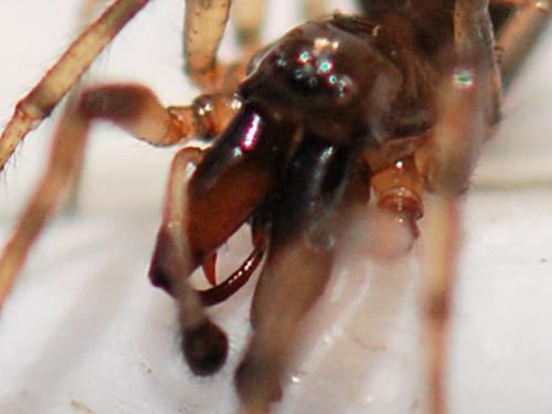 Enoplognatha mandibularis