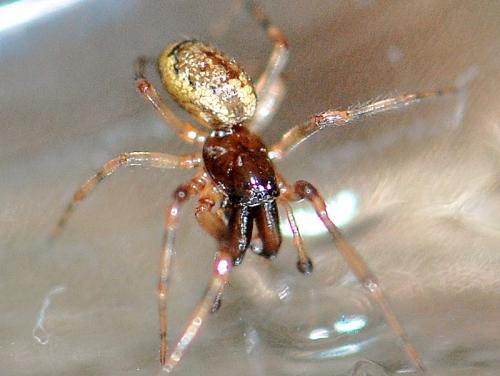 Enoplognatha mandibularis