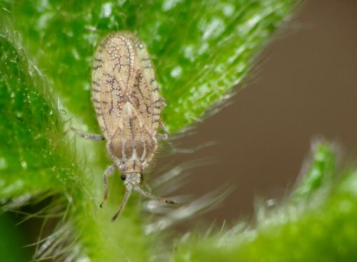 Réf. 95 245 : Tingis pilosa