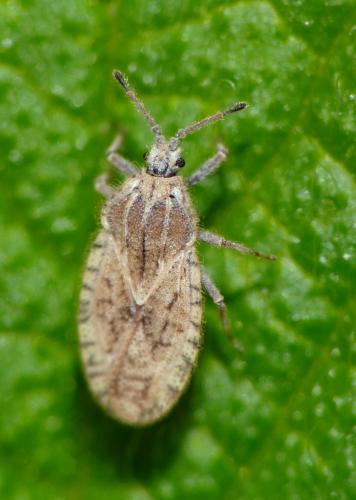 Tingis pilosa