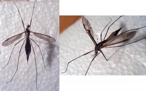 Tipula paludosa