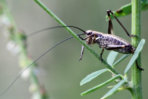 Réf. 95 011 : Tettigoniinae inconnu