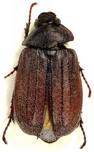 Réf. 95 485 : Mucrencya mucronata