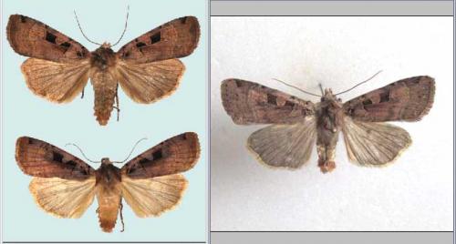 Xestia triangulum
