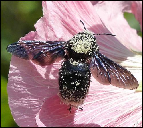 Xylocopa sp.
