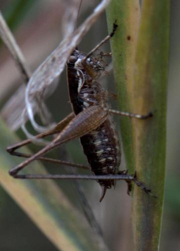Yersinella raymondii