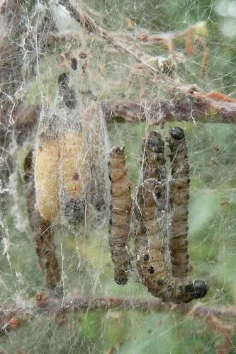 Yponomeuta cagnagella