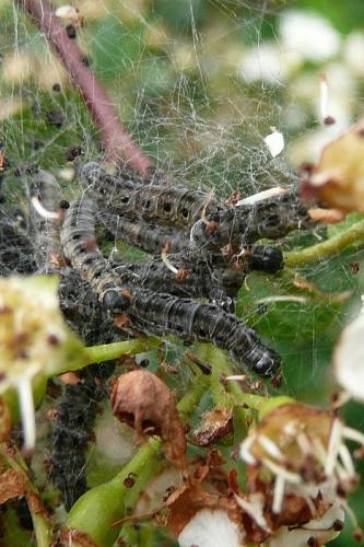 Yponomeuta padella