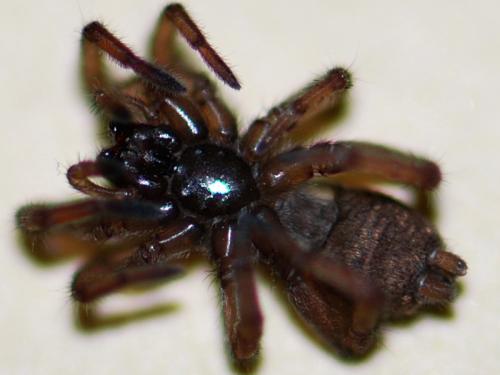 Réf. 95 673 : Haplodrassus sp.