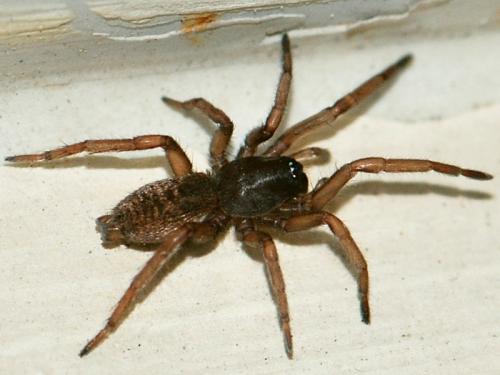 Réf. 95 676 : Haplodrassus sp.