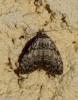 95310 – Photo : Vincent VALLI – France (31)