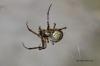 95458 – Photo : Pierre Chico-Sarro – France (69)