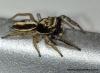 95459 – Photo : Pierre Chico-Sarro – France (69)