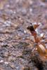 95977 – Photo : vanderbergh – France (00)