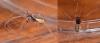 95597 – Photo : Luc Gizart – France (08)