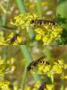 95442 – Photo : Patrick Le Mao – France (22)