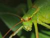 95210 – Photo : Eric Steckx – France (26)