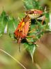 95055 – Photo : Eric Steckx – France (26)