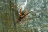 95325 – Photo : Nicolas Alric – France (12)