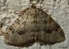 95972 – Photo : Sébastien Cally – France (82)