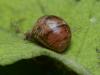 95628 – Photo : Pierre Gros – France (06)