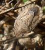 95523 – Photo : Phil – France (40)