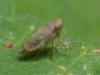 95700 – Photo : Pierre Gros – France (06)