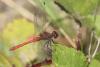 Sympetrum sanguineum