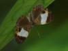 95452 – Photo : Alexandre Vinot – Guyane française