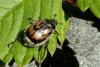 95665 – Photo : Patrick Le Mao – France (73)