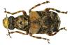 95998 – Photo : J.-H. Yvinec – Guyane française