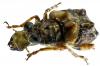 95999 – Photo : J.-H. Yvinec – Guyane française
