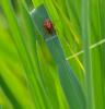 95466 – Photo : Josselyne Bayle – France (33)