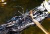 95704 – Photo : Denis Gaschignard – Guyane française