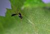95820 – Photo : Christophe Quintin – France (21)
