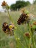 95079 – Photo : Annie Schaetzel – France (57)