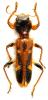 95765 – Photo : Patrick BONNEAU – Madagascar